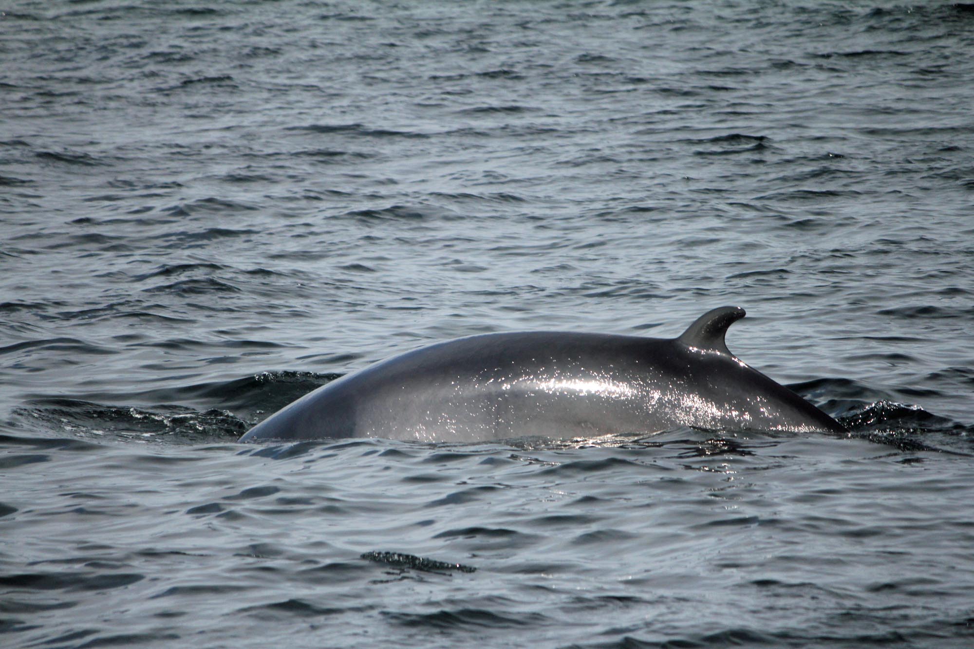 Fleuve Saint-Laurent, Québec, baleine