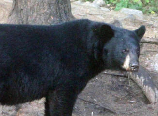 Ours brun au parc de la Mauricie