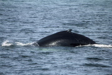 Baleines du Saint-Laurent