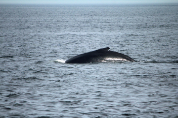 Baleines du Saint-Laurent &agrave; Tadoussac