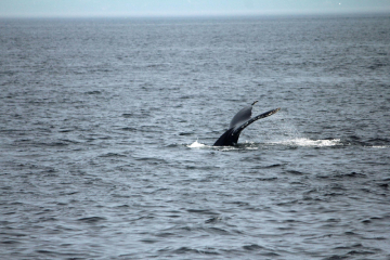 Tadoussac capitale des baleines
