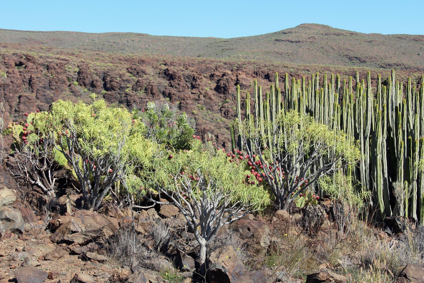 Grande Canarie, barranco de Fataga