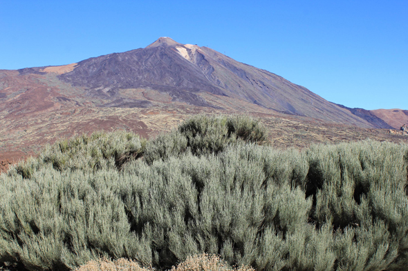 Teide, végétation