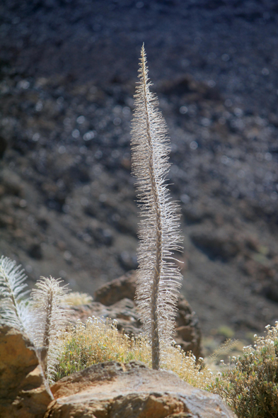 Teide, Bea Vipérine