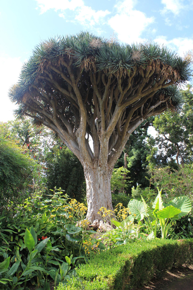 La Orotava, jardin botanique