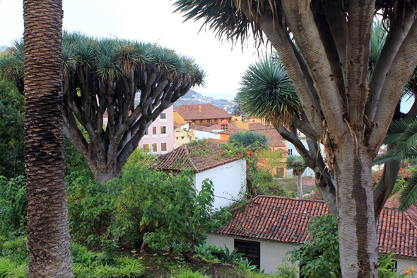 La Orotava, vue, dragonnier