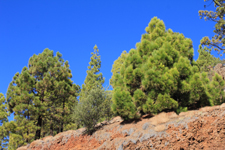 Parc de Corona &agrave; T&eacute;n&eacute;rife