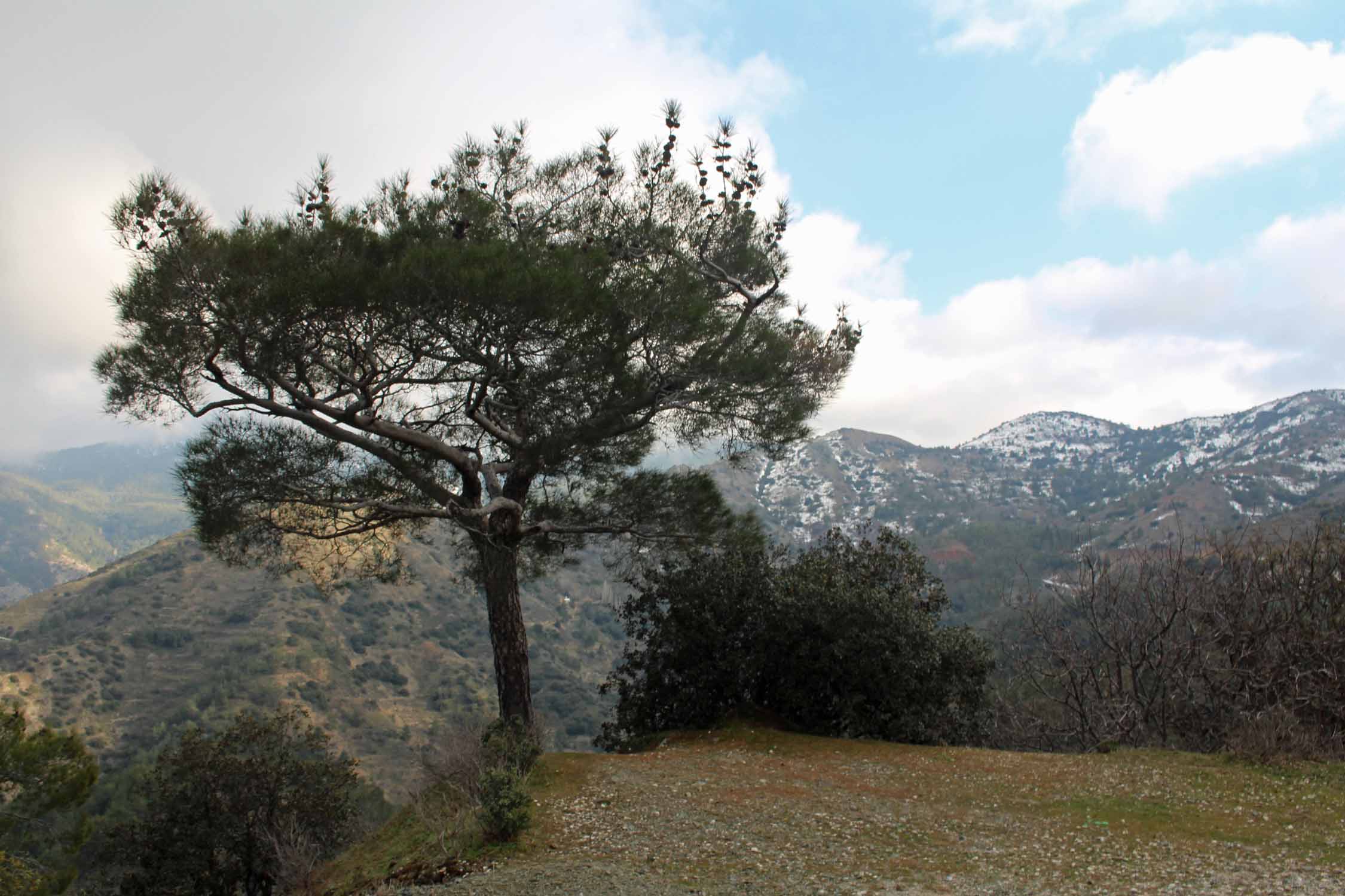 Troodos, paysage