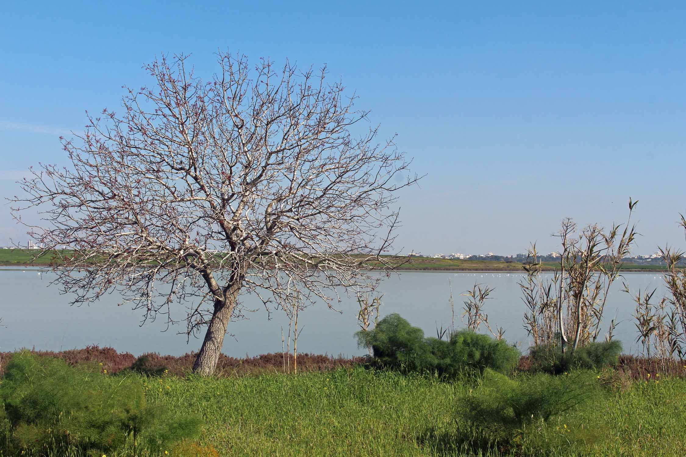 Chypre, lac salé de Larnaca