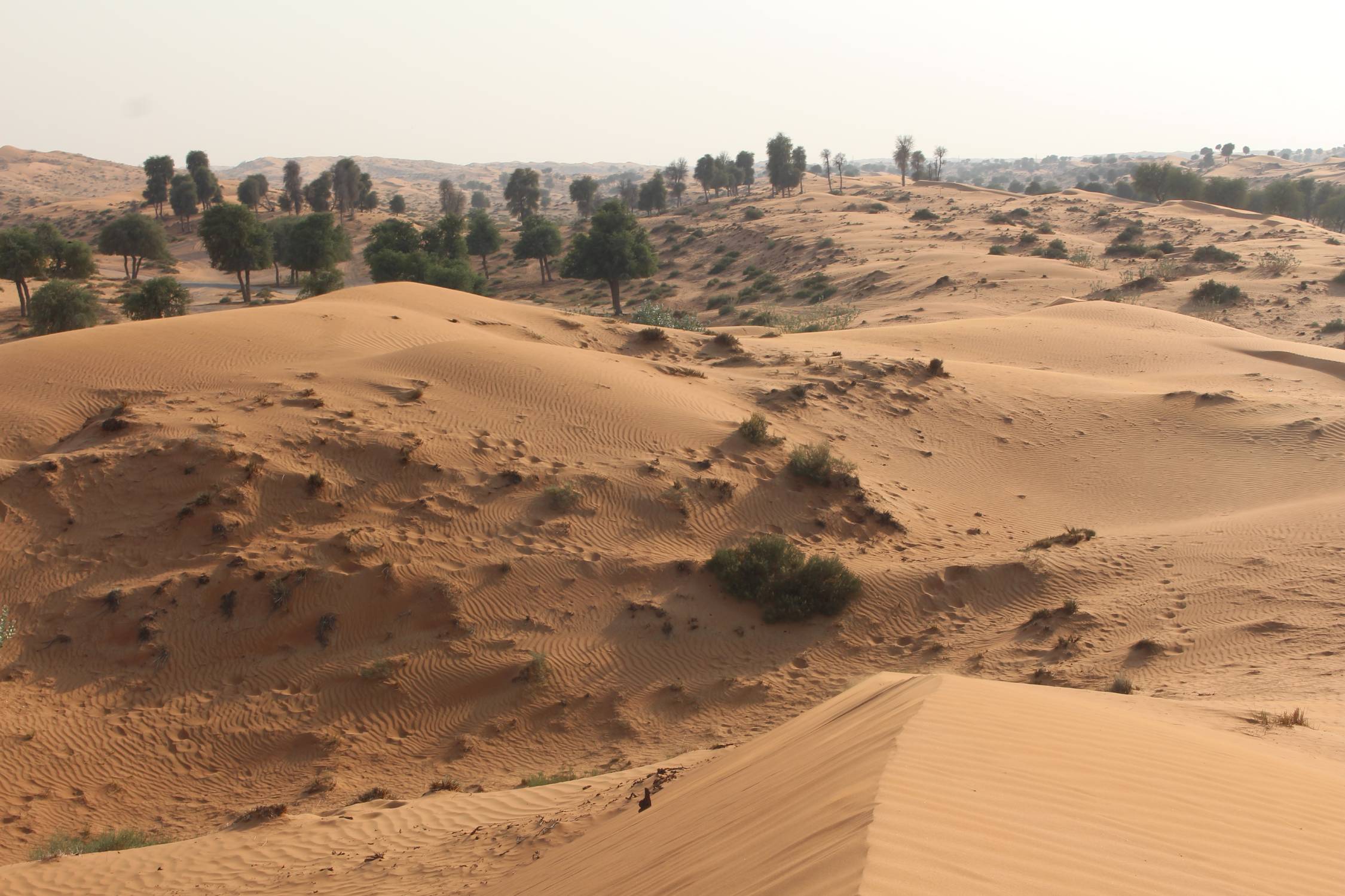 Ras Al Khaimah, d&eacute;sert, paysage