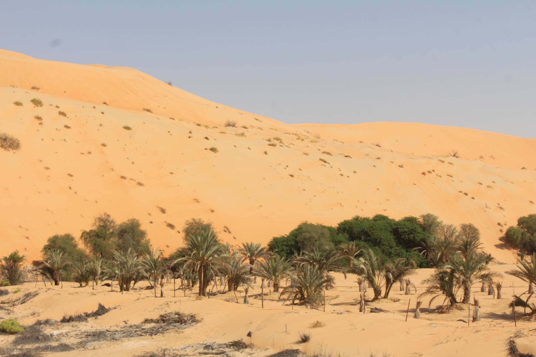 D&eacute;sert de Liwa, Mahdar