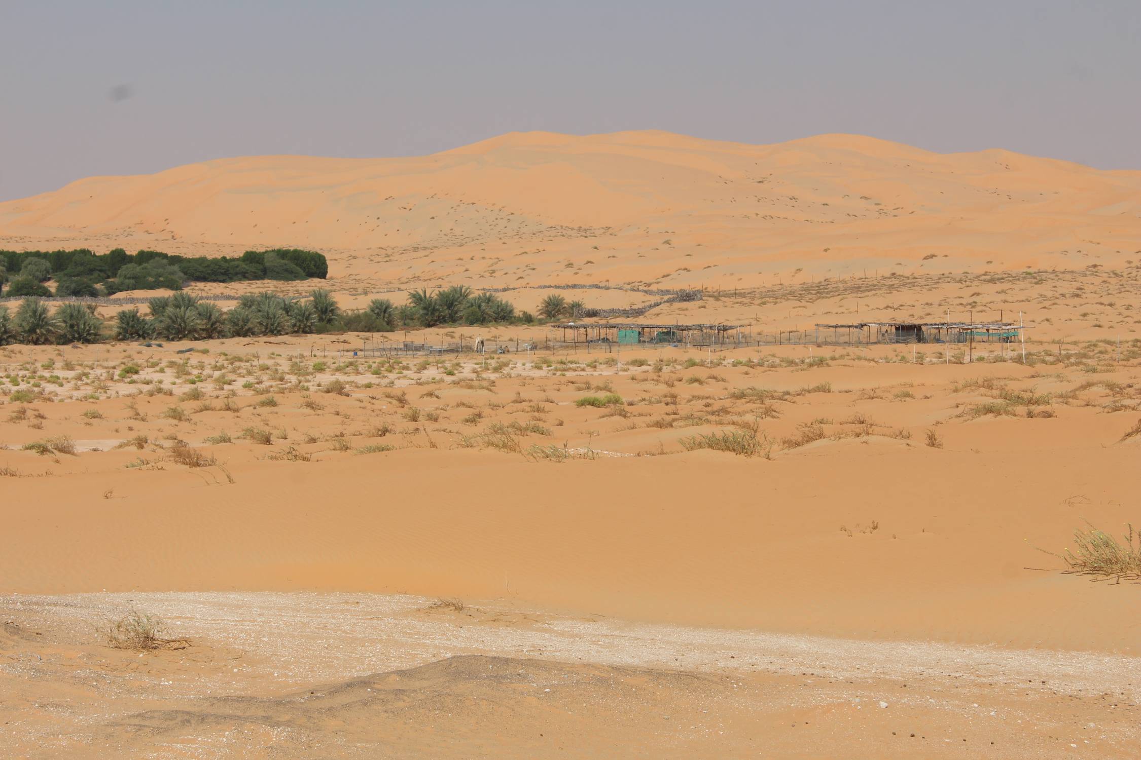 D&eacute;sert de Liwa, Mahdar, paysage