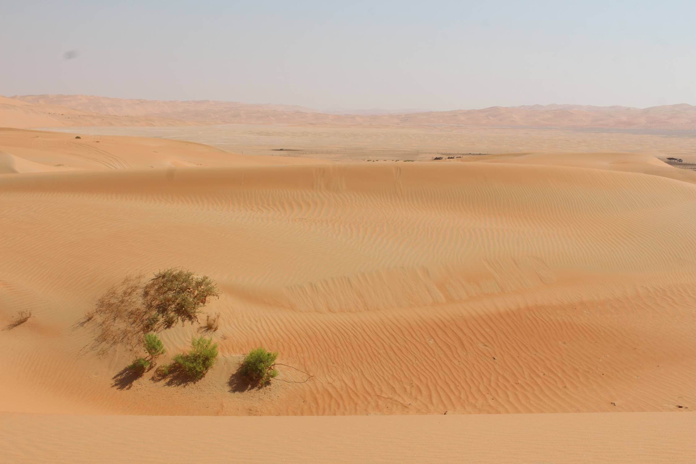 Al Burair, d&eacute;sert de Liwa