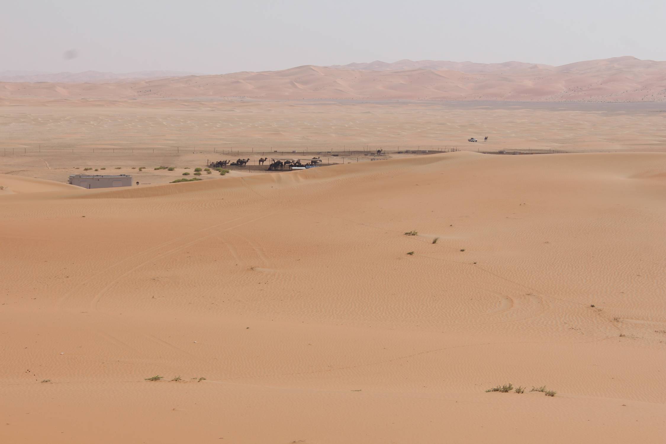 Al Burair, d&eacute;sert de Liwa, dromadaires