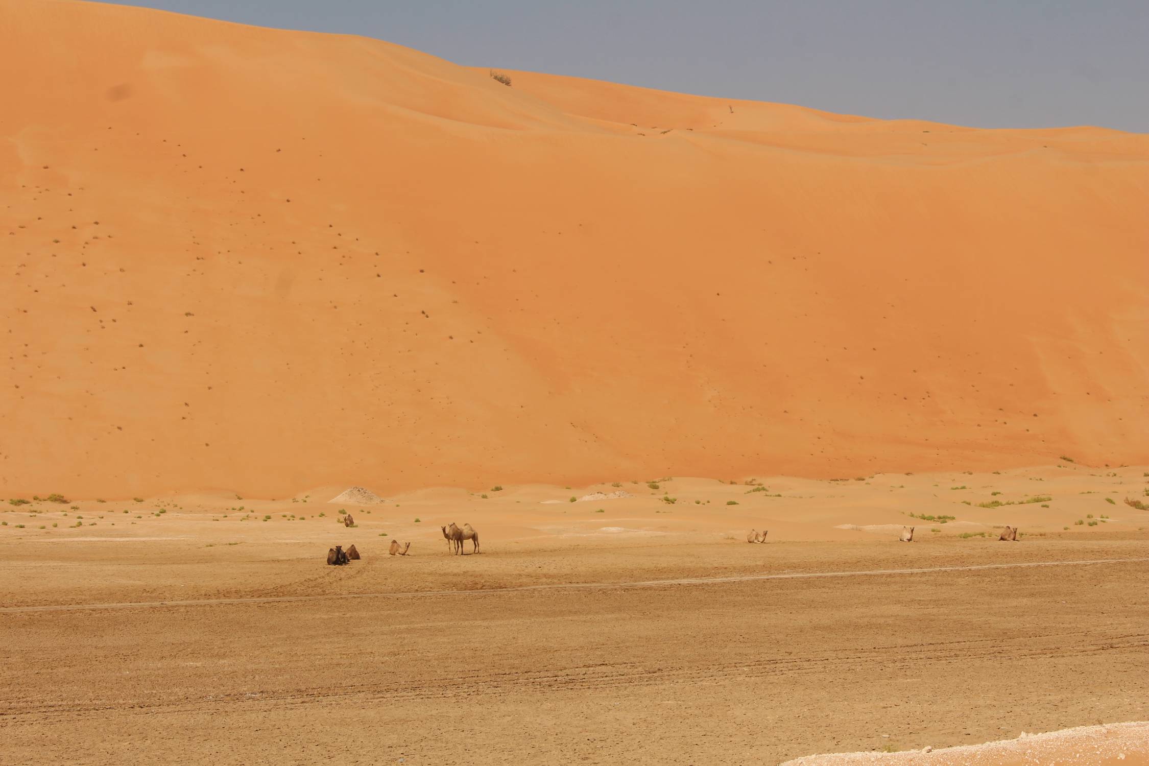 D&eacute;sert de Liwa, Emirats, dromadaires