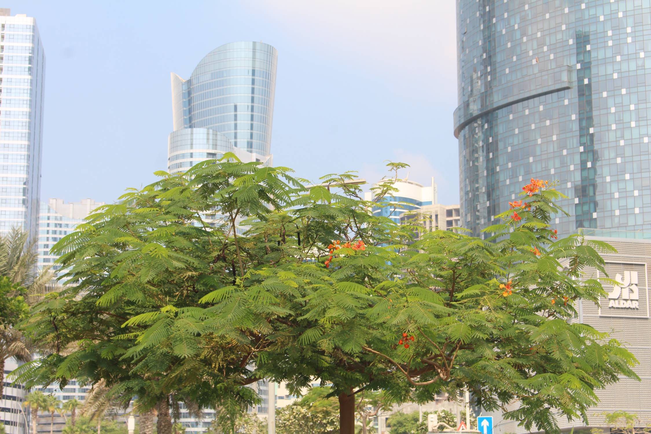 Abou Dhabi, flamboyant