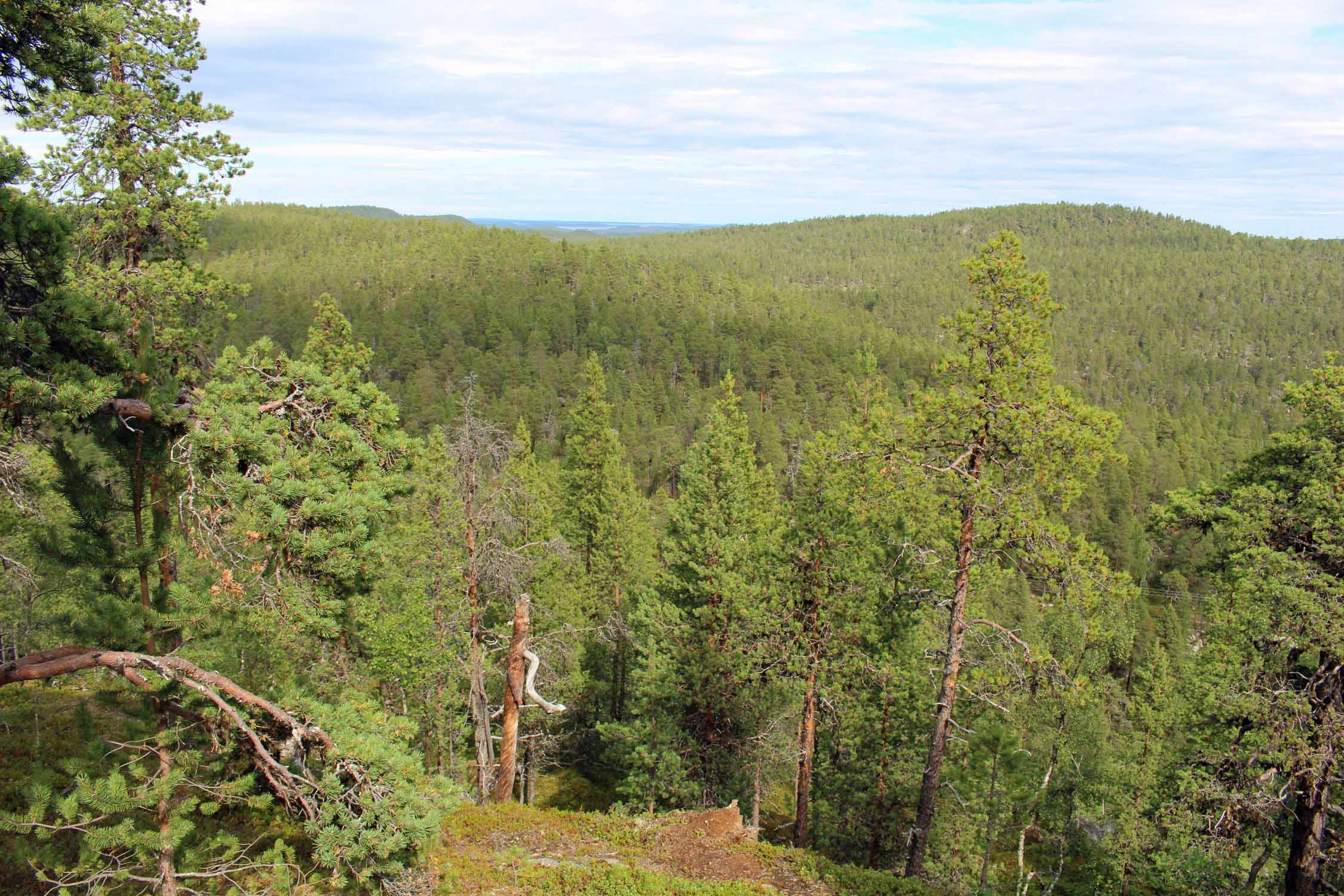 Laponie, Inari, forêt boréale