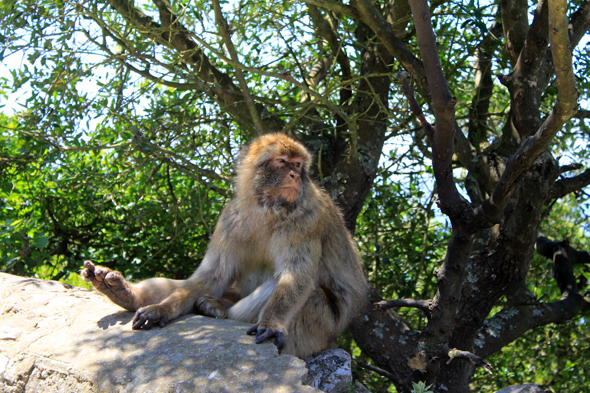 Gibraltar, macaques berbères