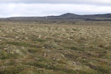 Islande, pluvier dor&eacute;