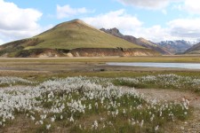 Islande, Landmannalaugar, fleurs