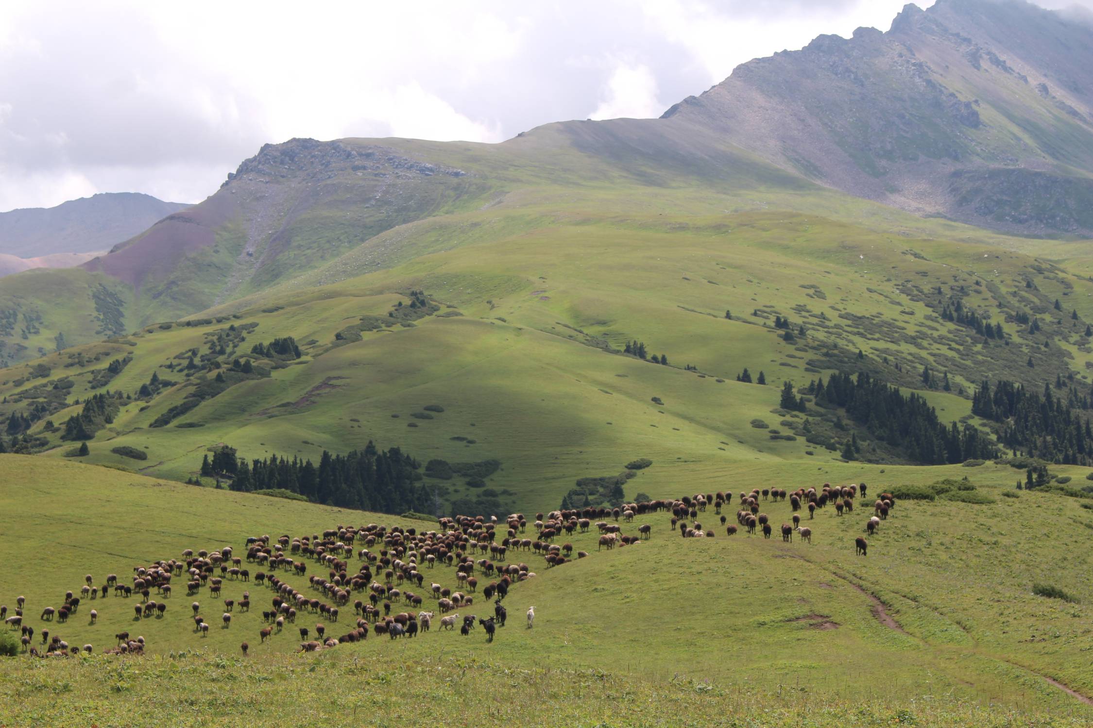Parc national de Karakol, troupeau