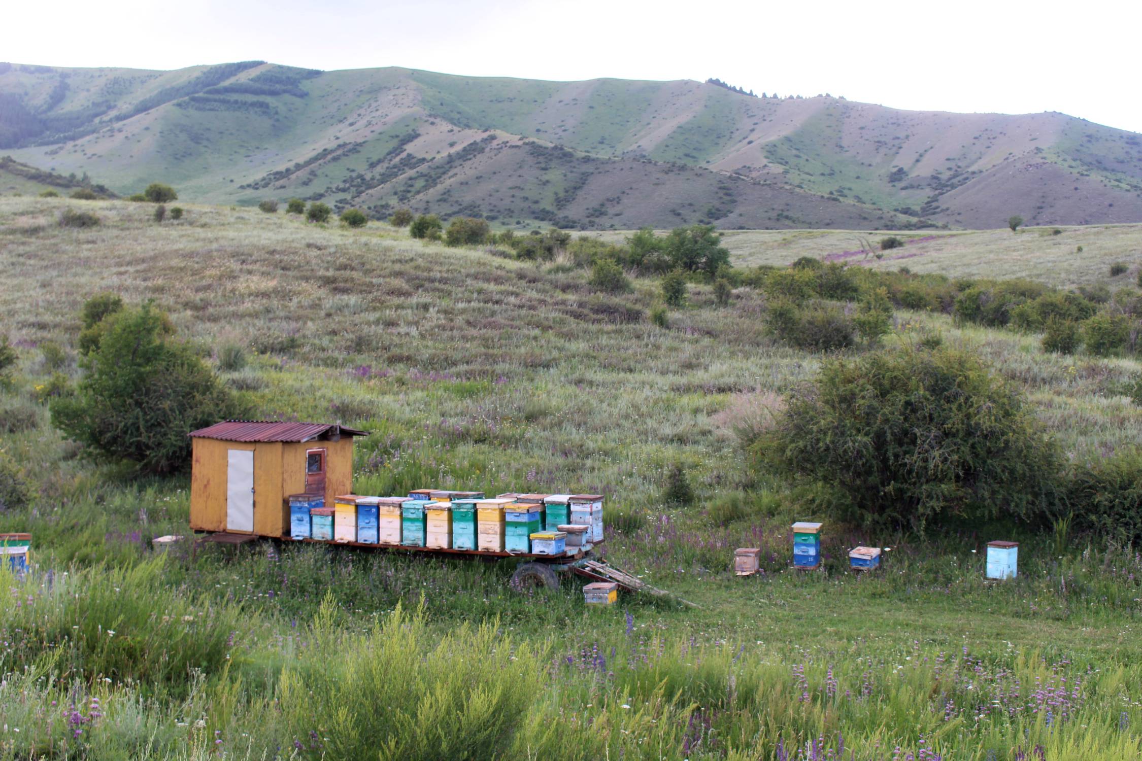 Karakol, Altyn-Arashan, ruches