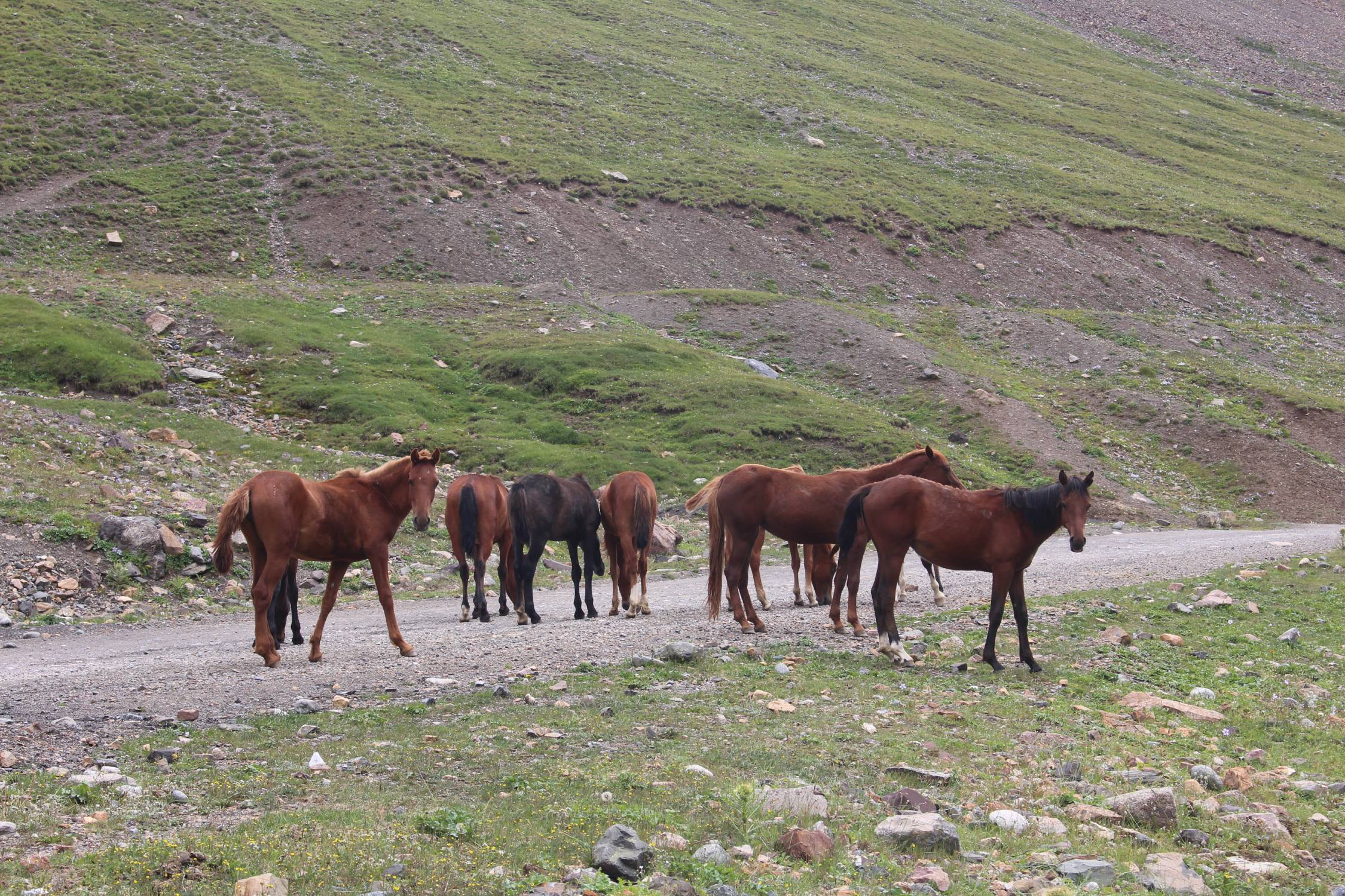 Col de Chon Ashuu, chevaux