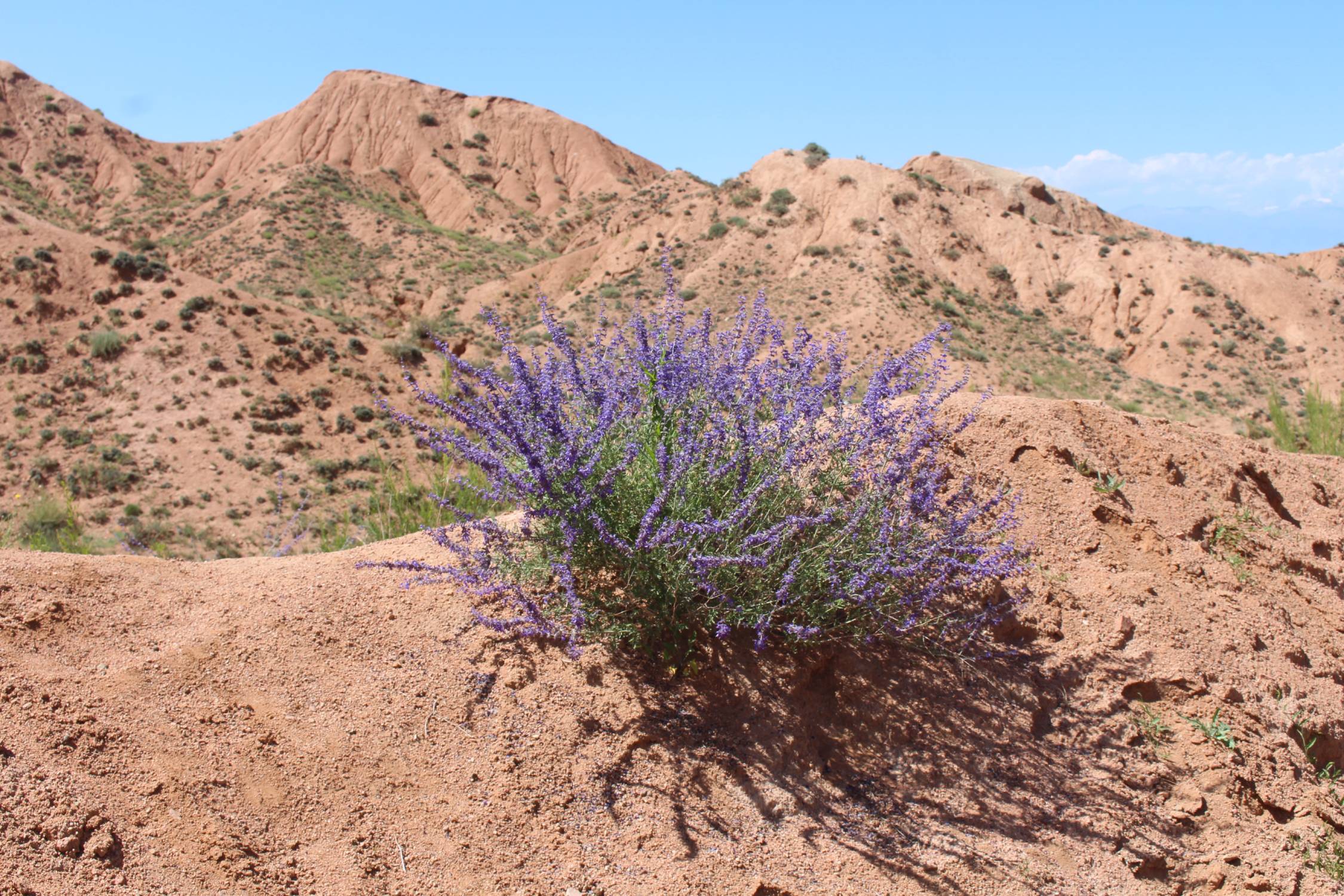Kadji Say, paysage, aster