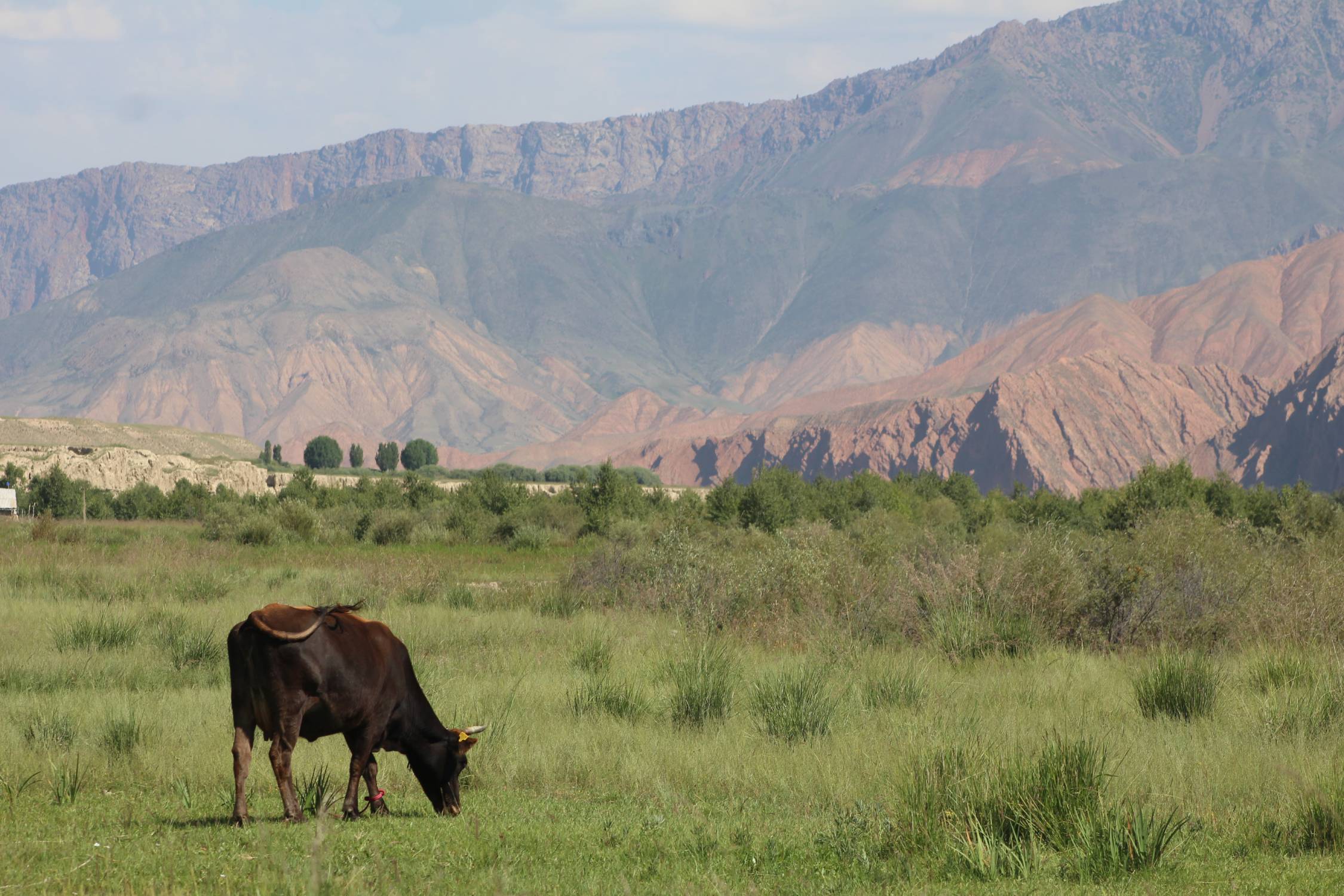 Tustuu Toolor, vache