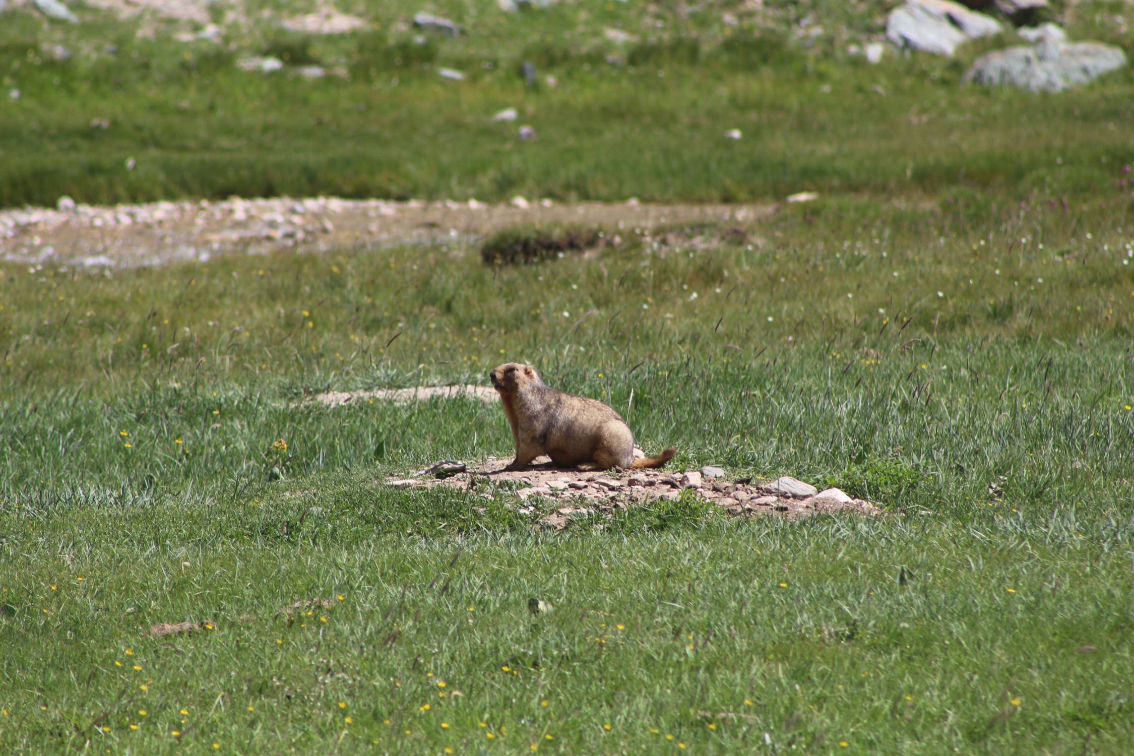Tach Rabat, marmotte