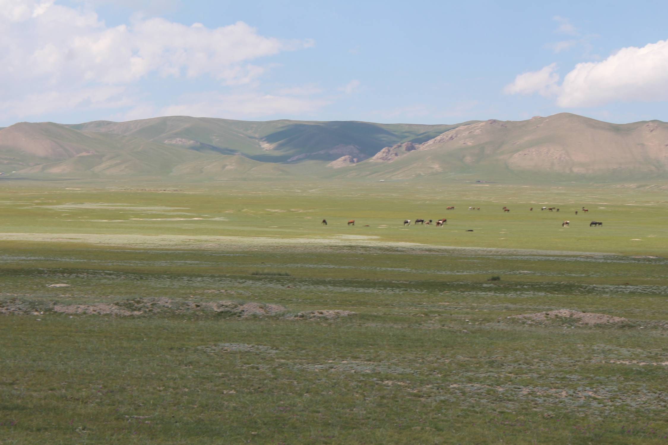 Col de Torugart, steppe, troupeau