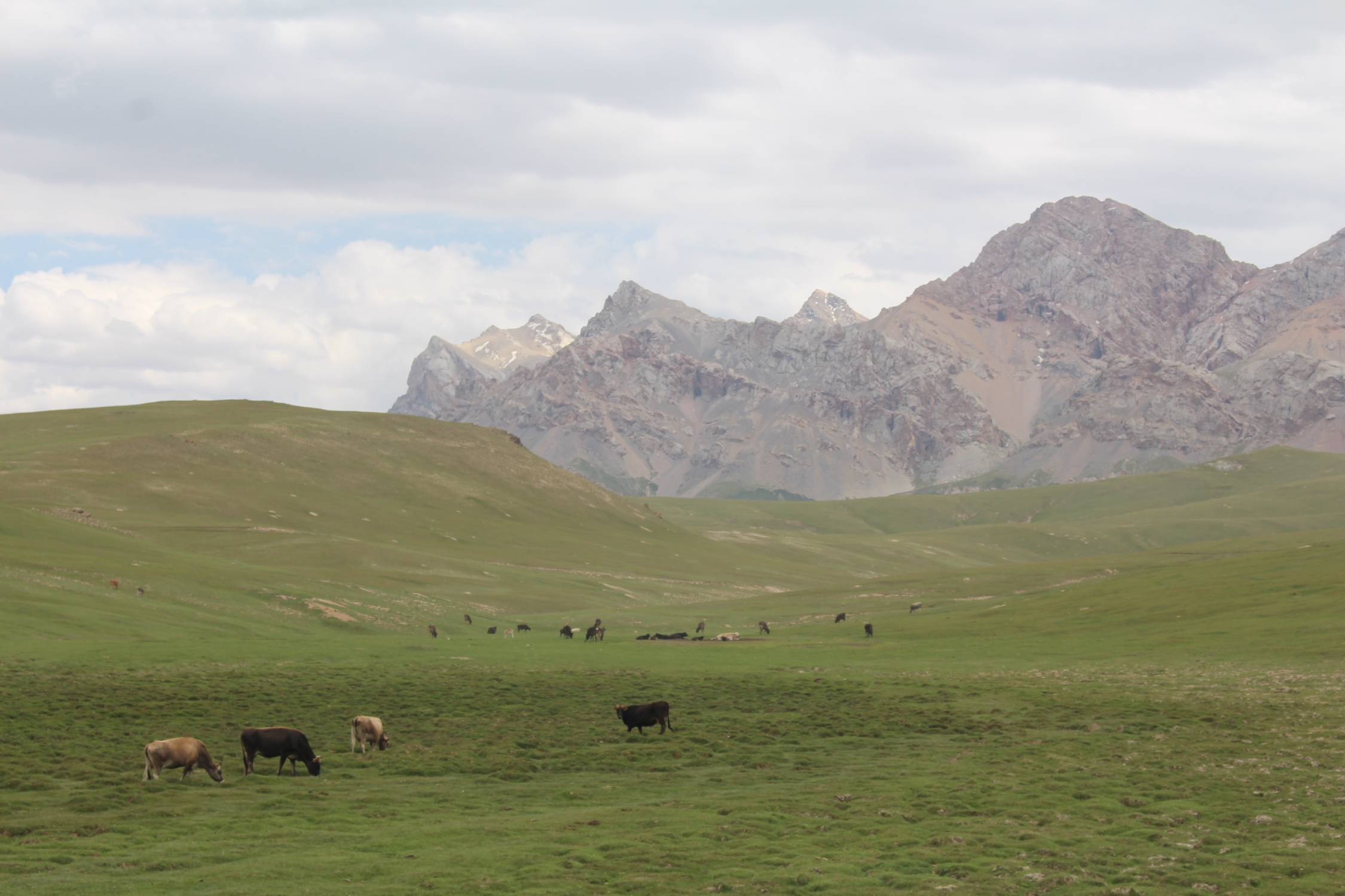Col de Torugart, troupeau, paysage