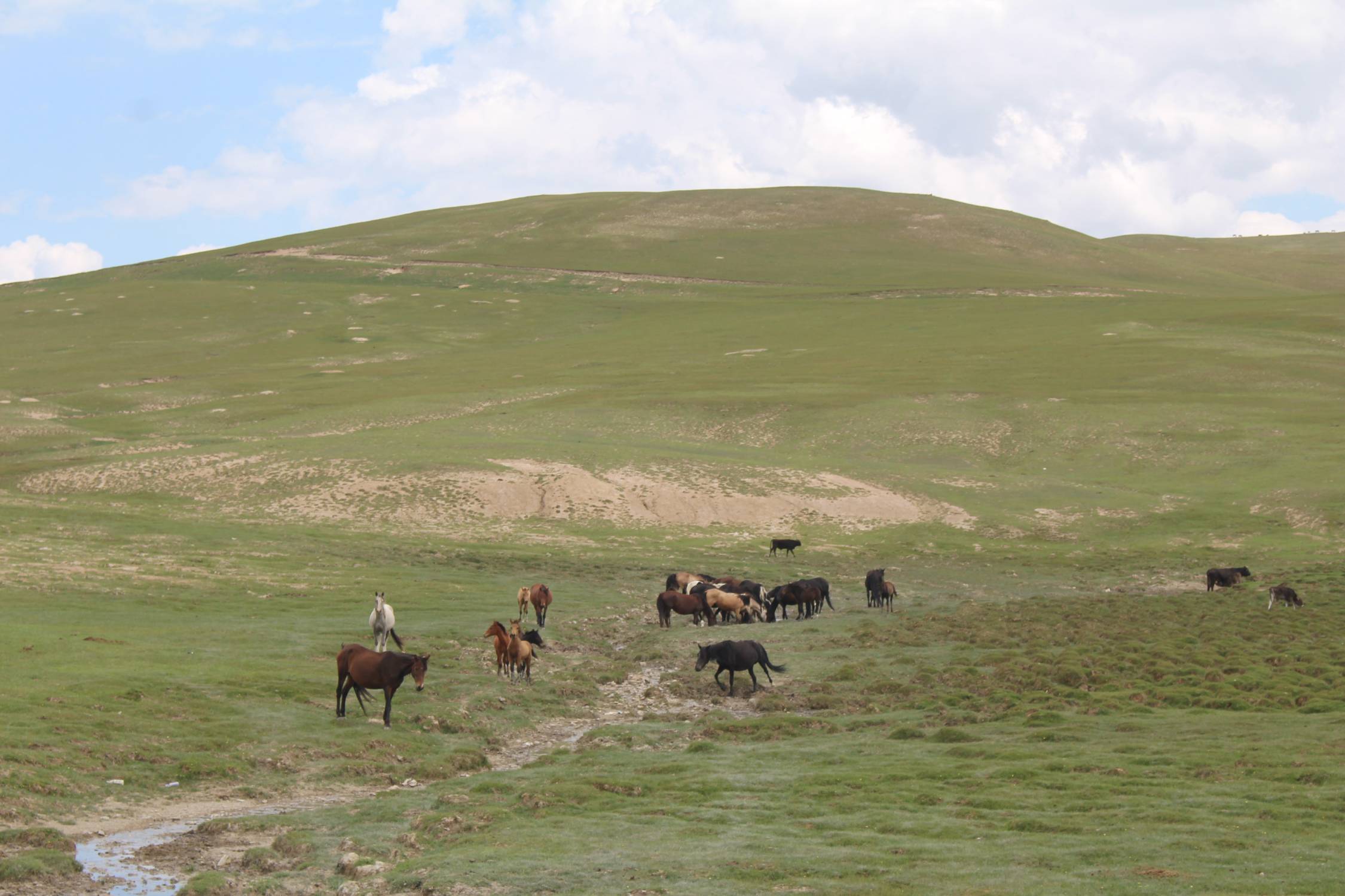 Col de Torugart, troupeau