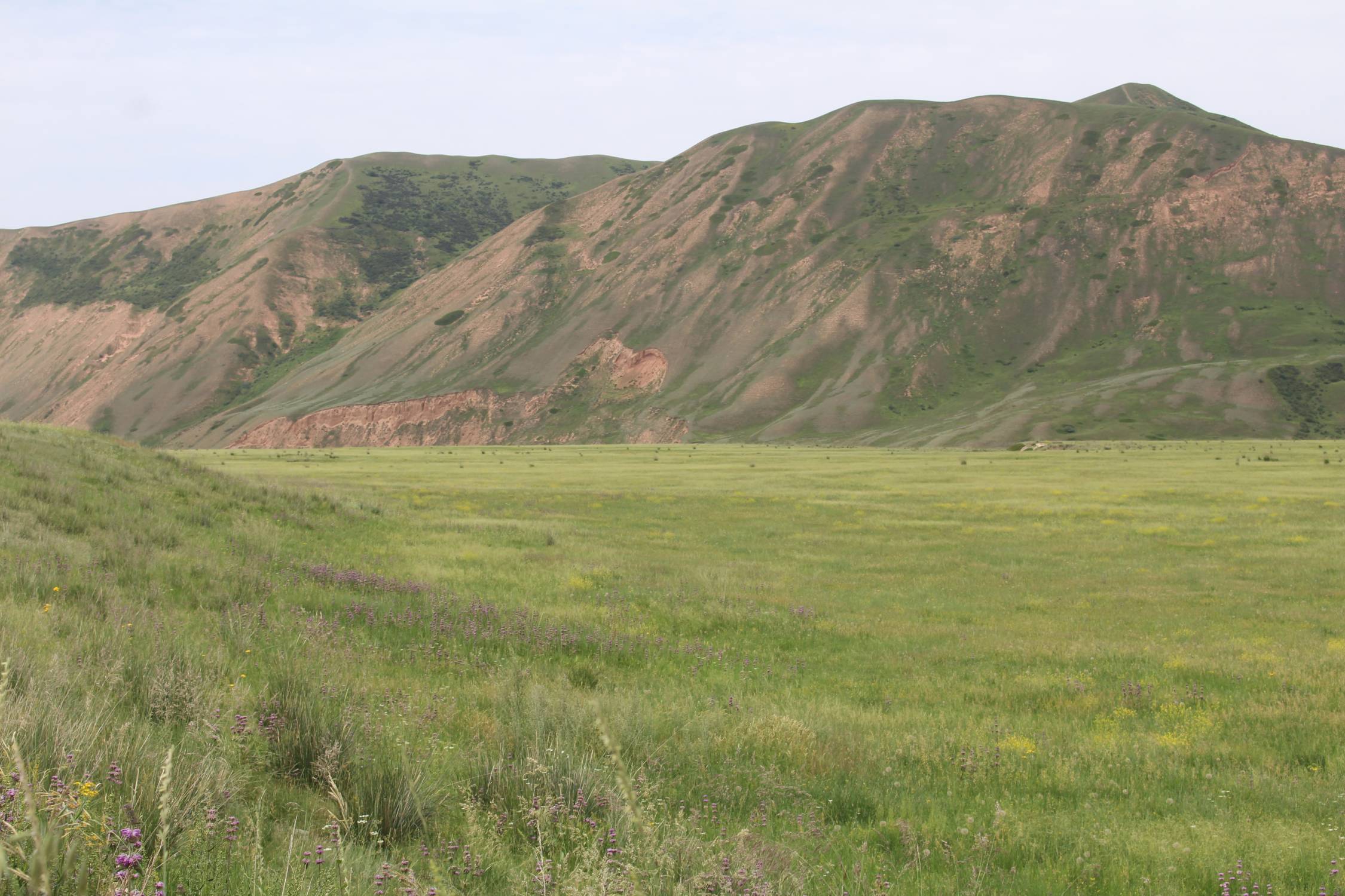 Tash Bashat, prairie