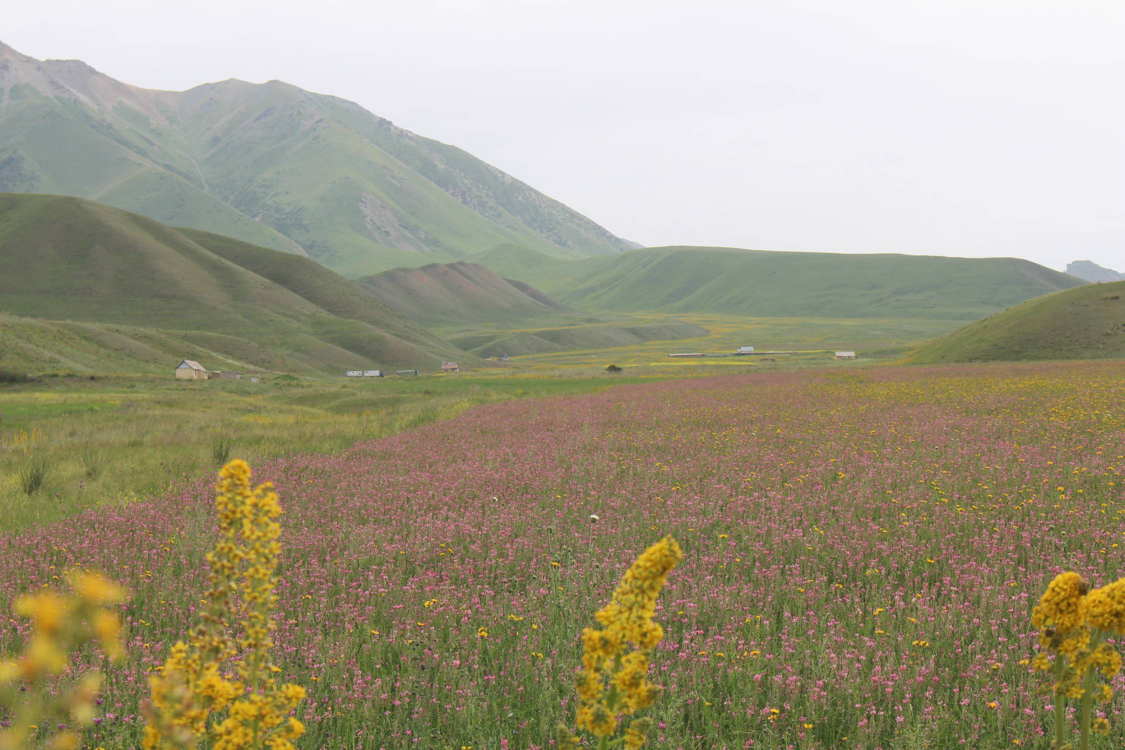 Tash Bashat, fleurs