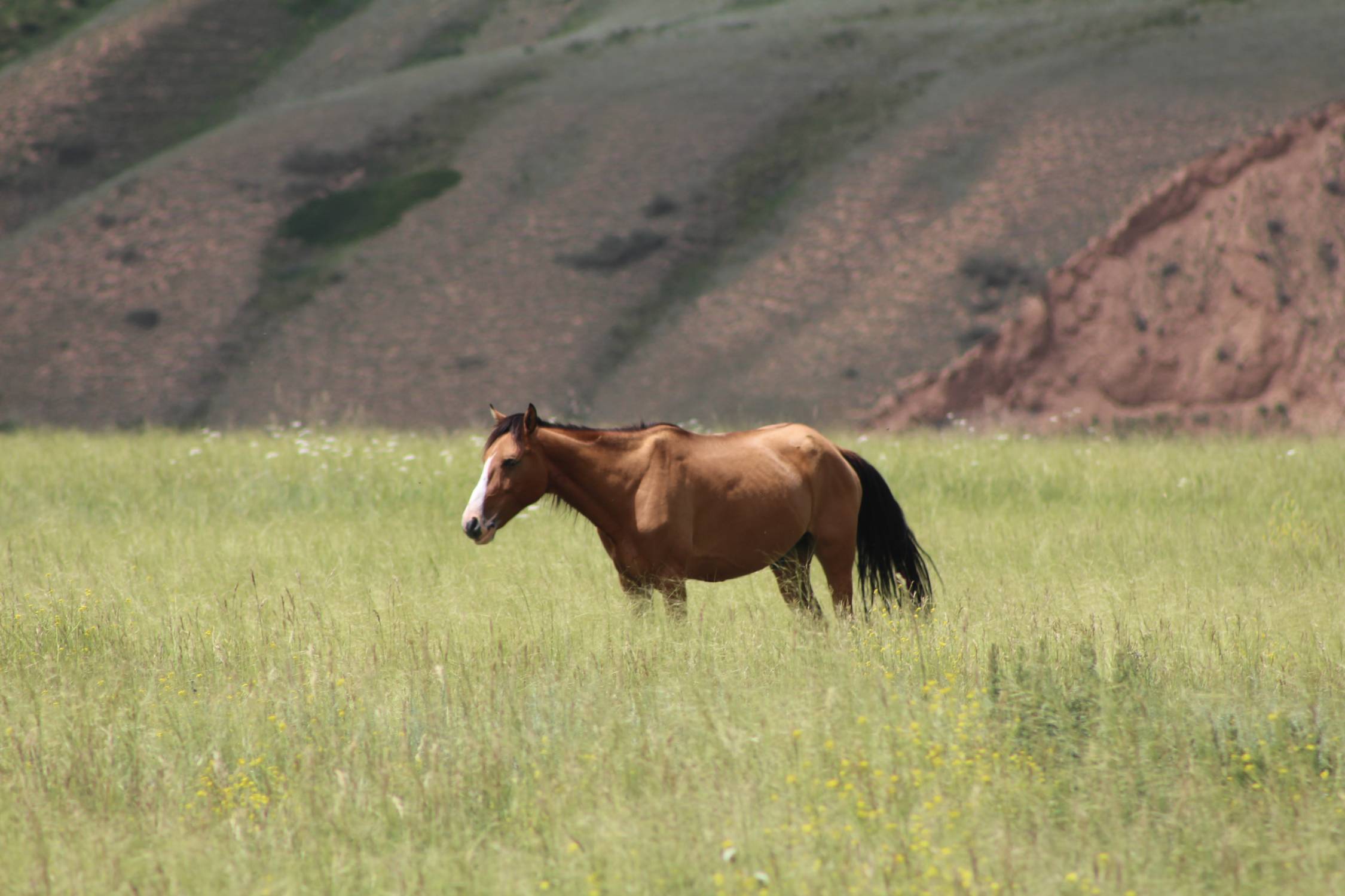 Tash Bashat, cheval