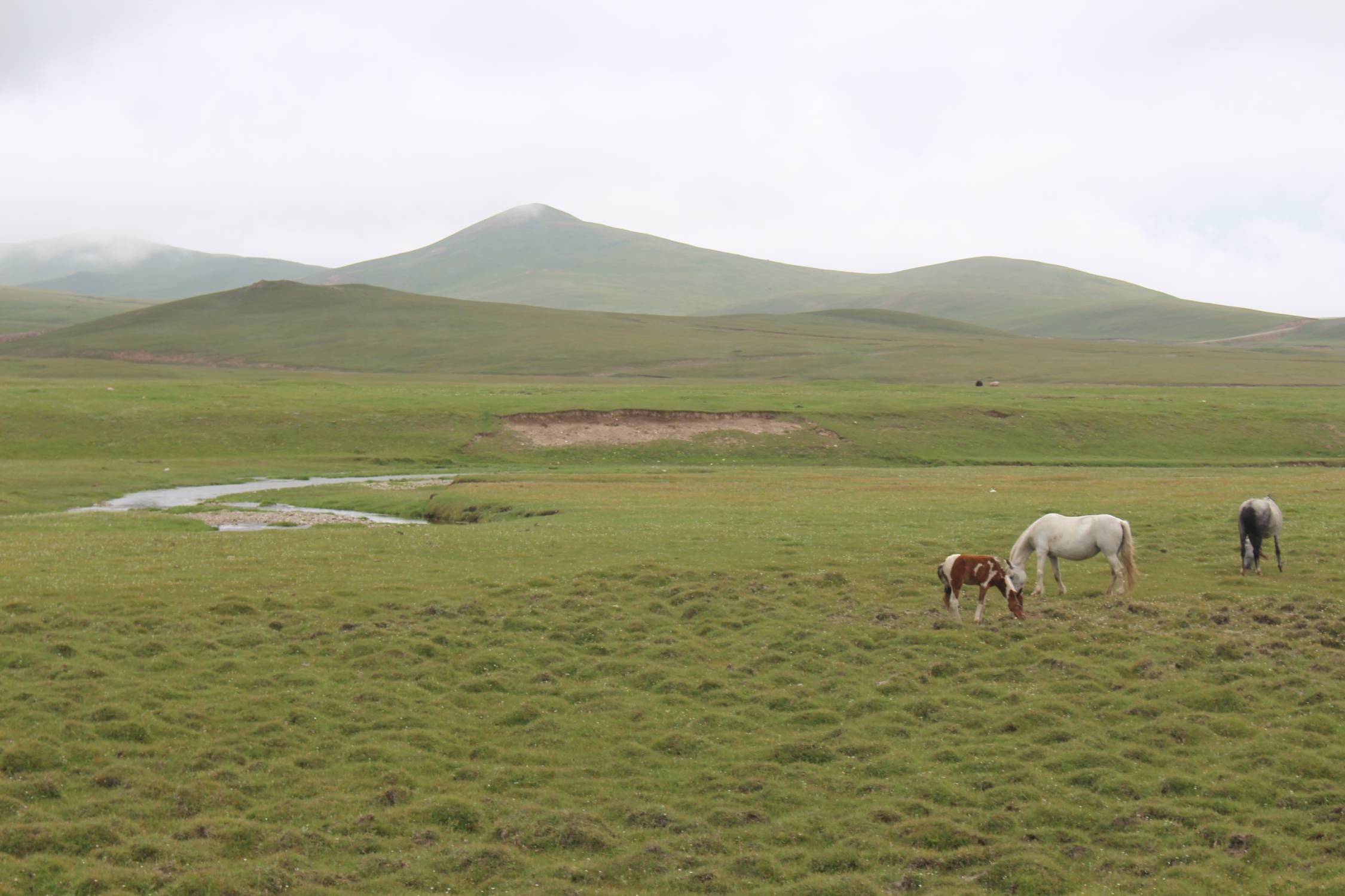 Lac Son-Koul, steppe, chevaux