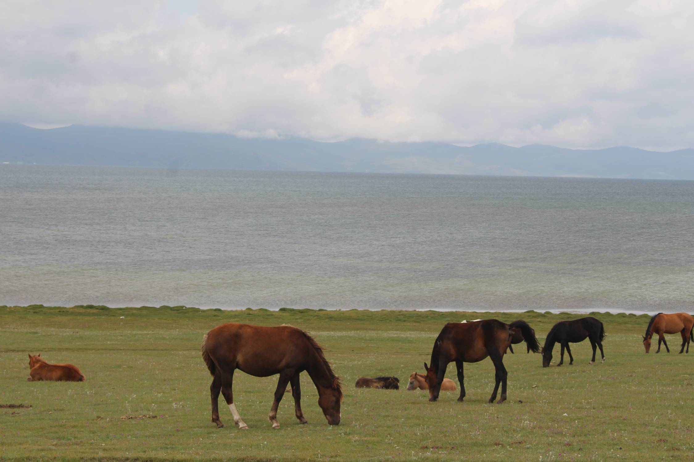 Lac Son-Koul, chevaux