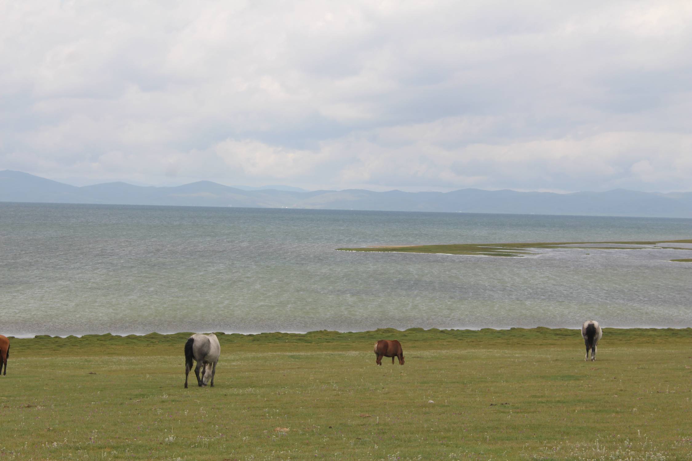 Chevaux, lac Son-Koul