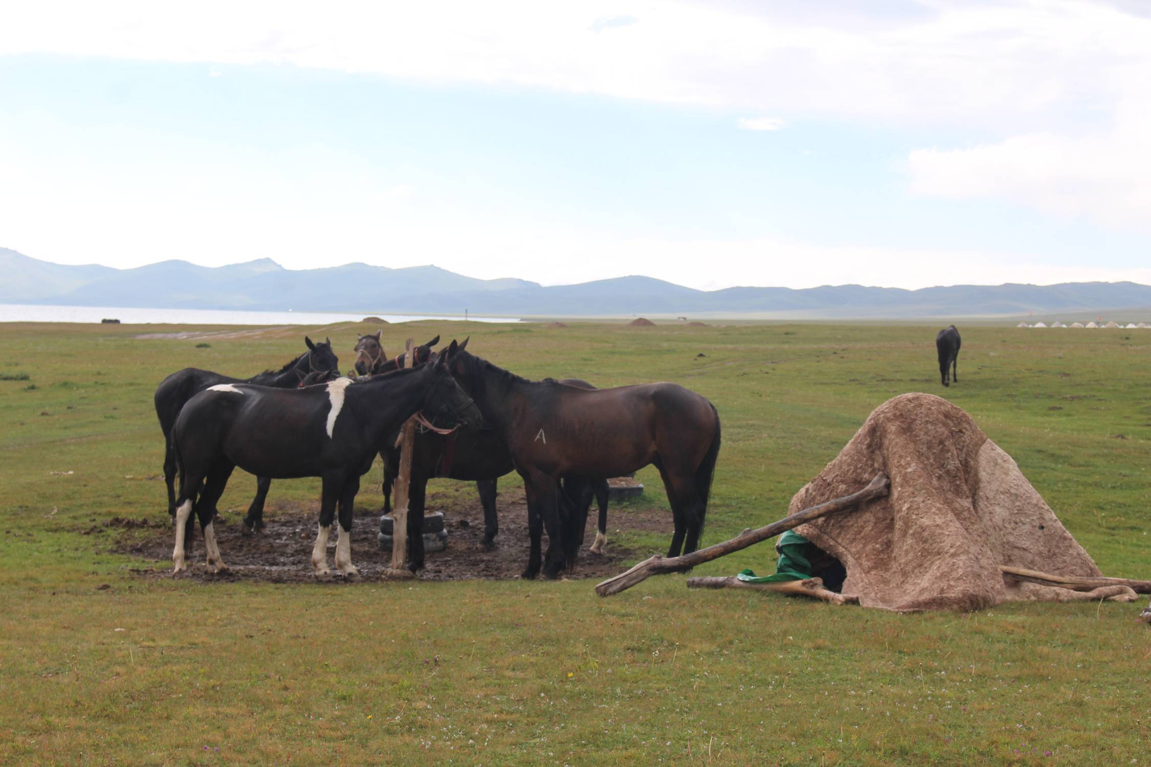 Lac Son-Koul, chevaux, steppe