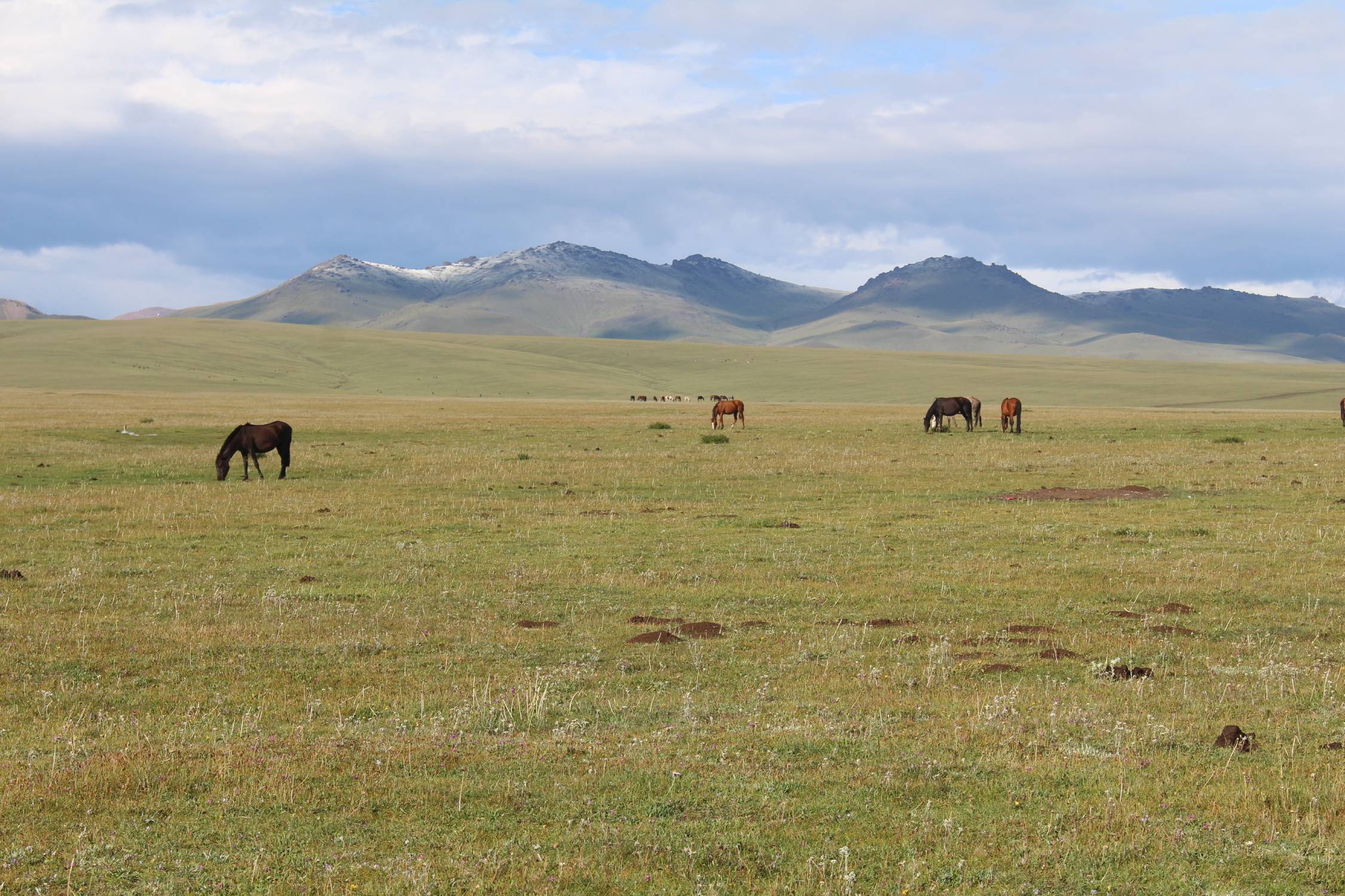 Lac Son-Koul, chevaux, paysage
