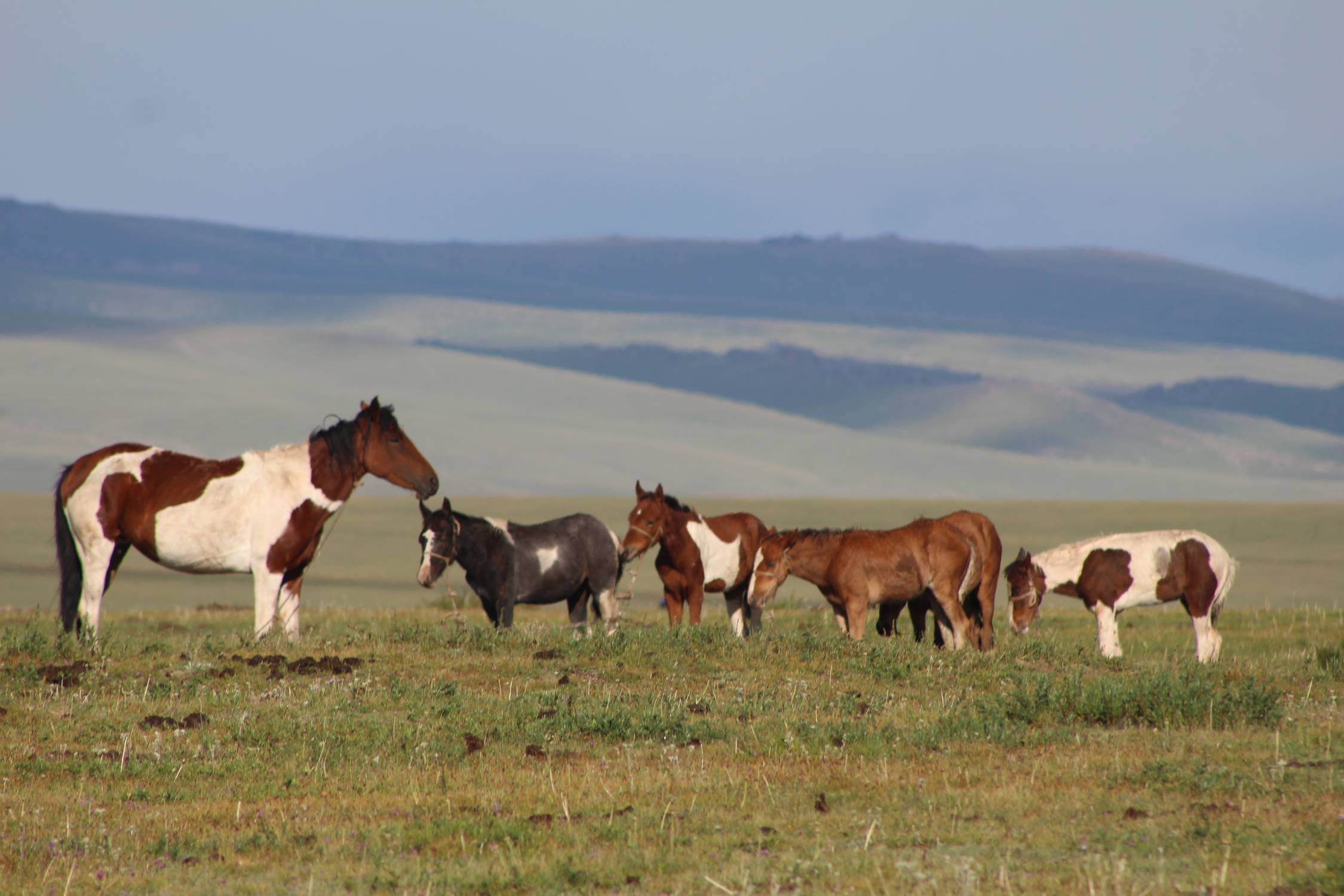 Chevaux, lac Son-Koul, paysage