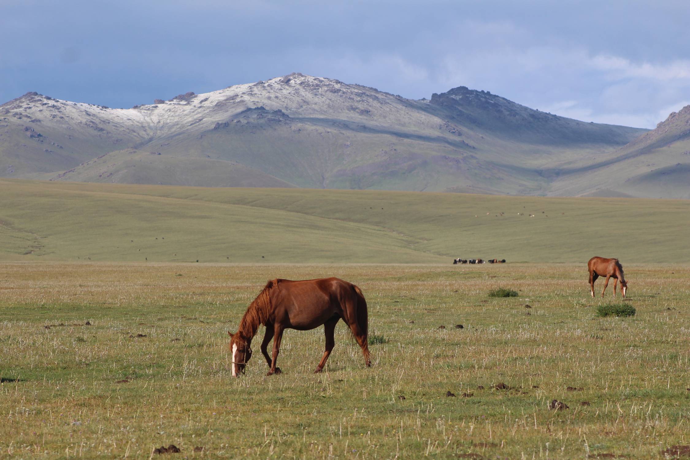 Cheval, lac Son-Koul