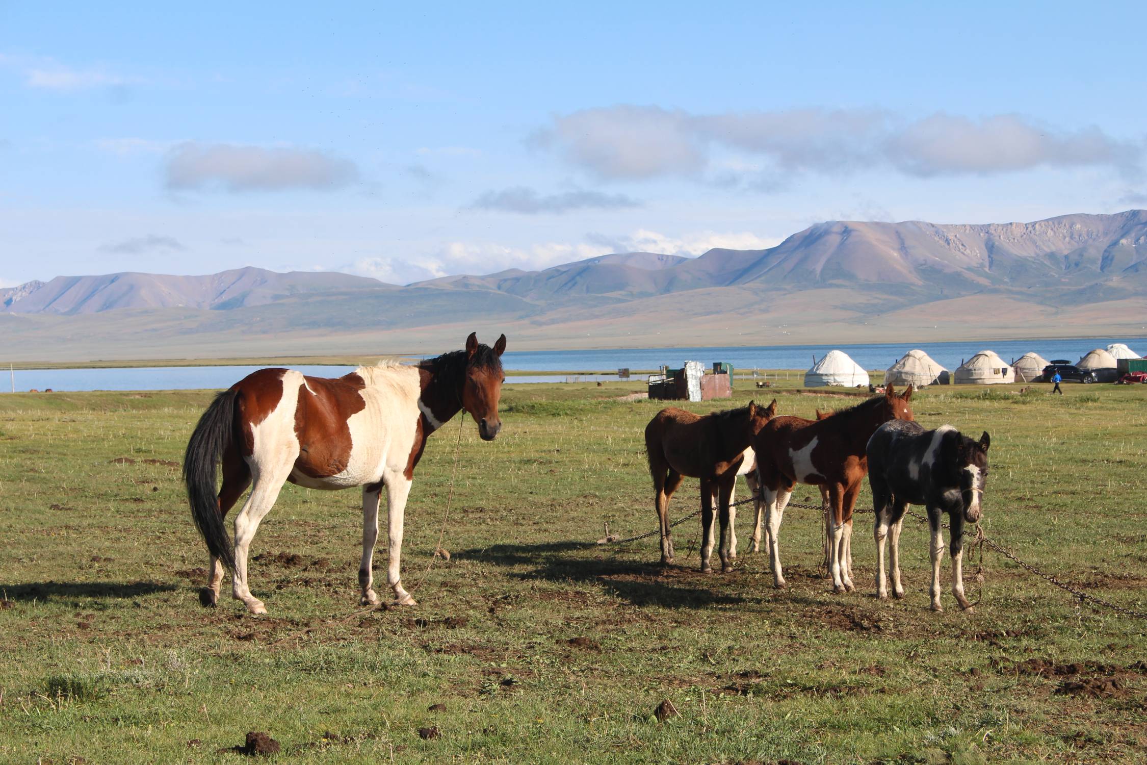 Lac Son-Koul, chevaux, camp