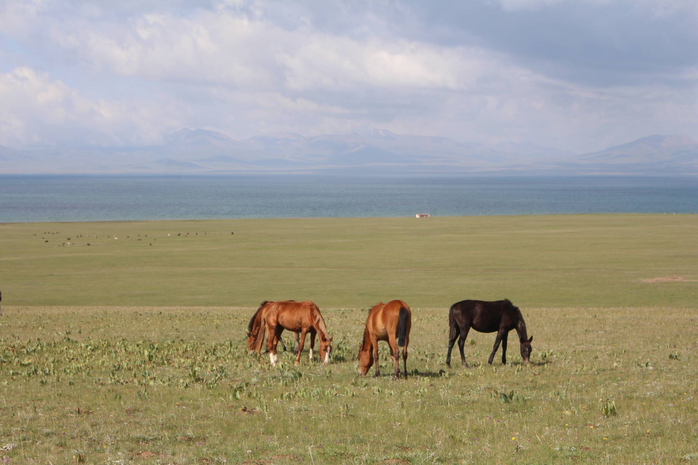 Lac Son-Koul, panorama, chevaux
