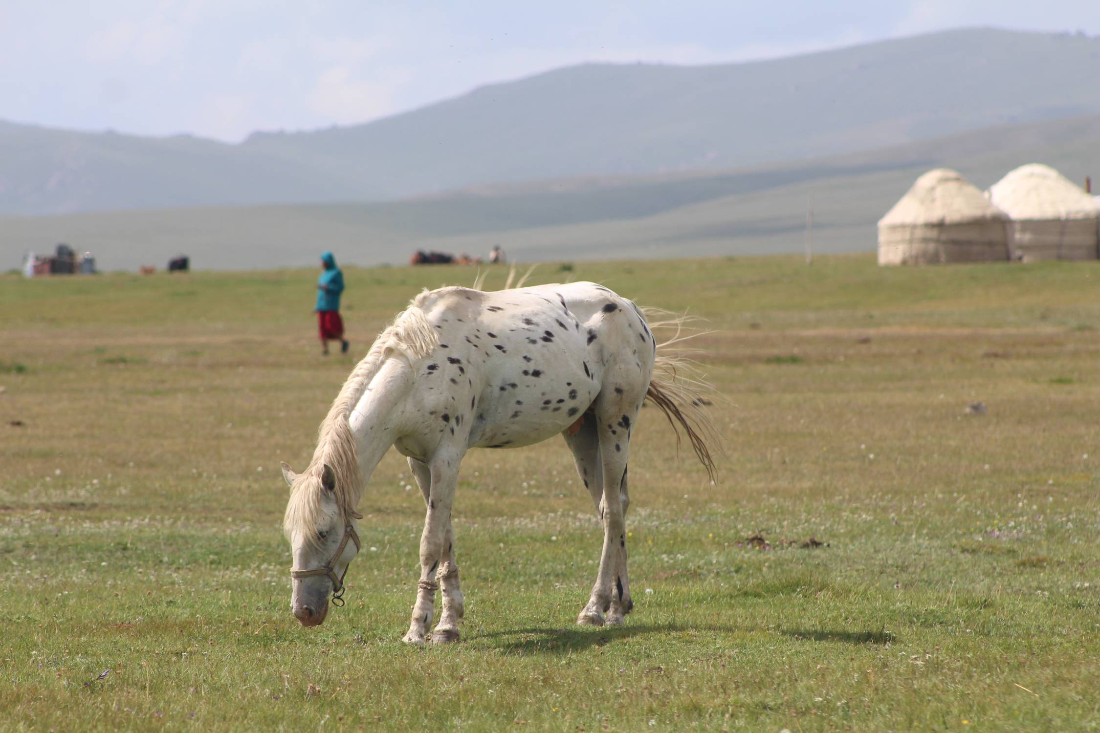 Lac Son-Koul, cheval blanc