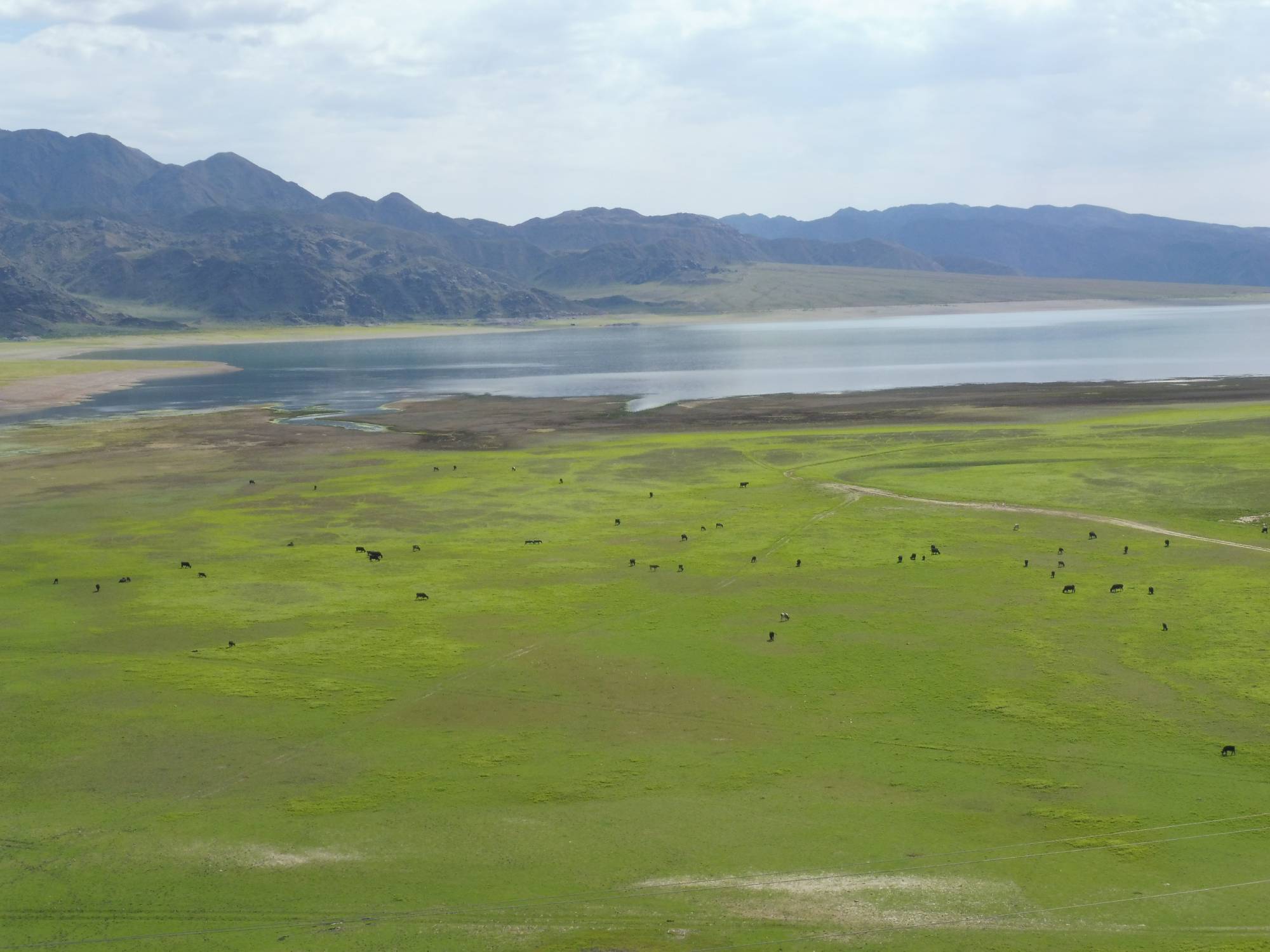 Lac Orto Toko&iuml;, troupeau