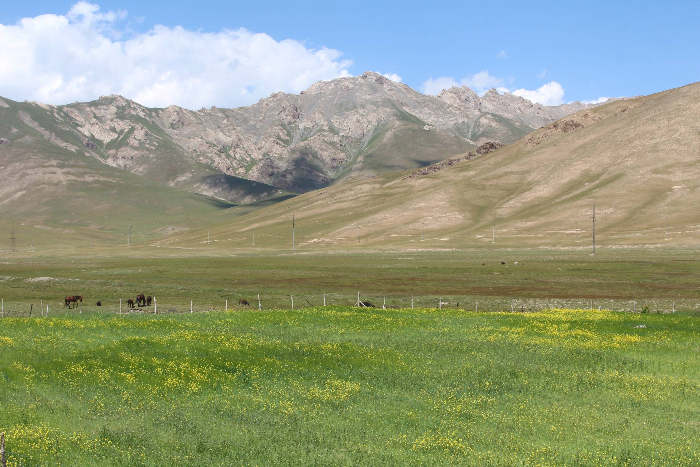 Sary-Tash, steppe