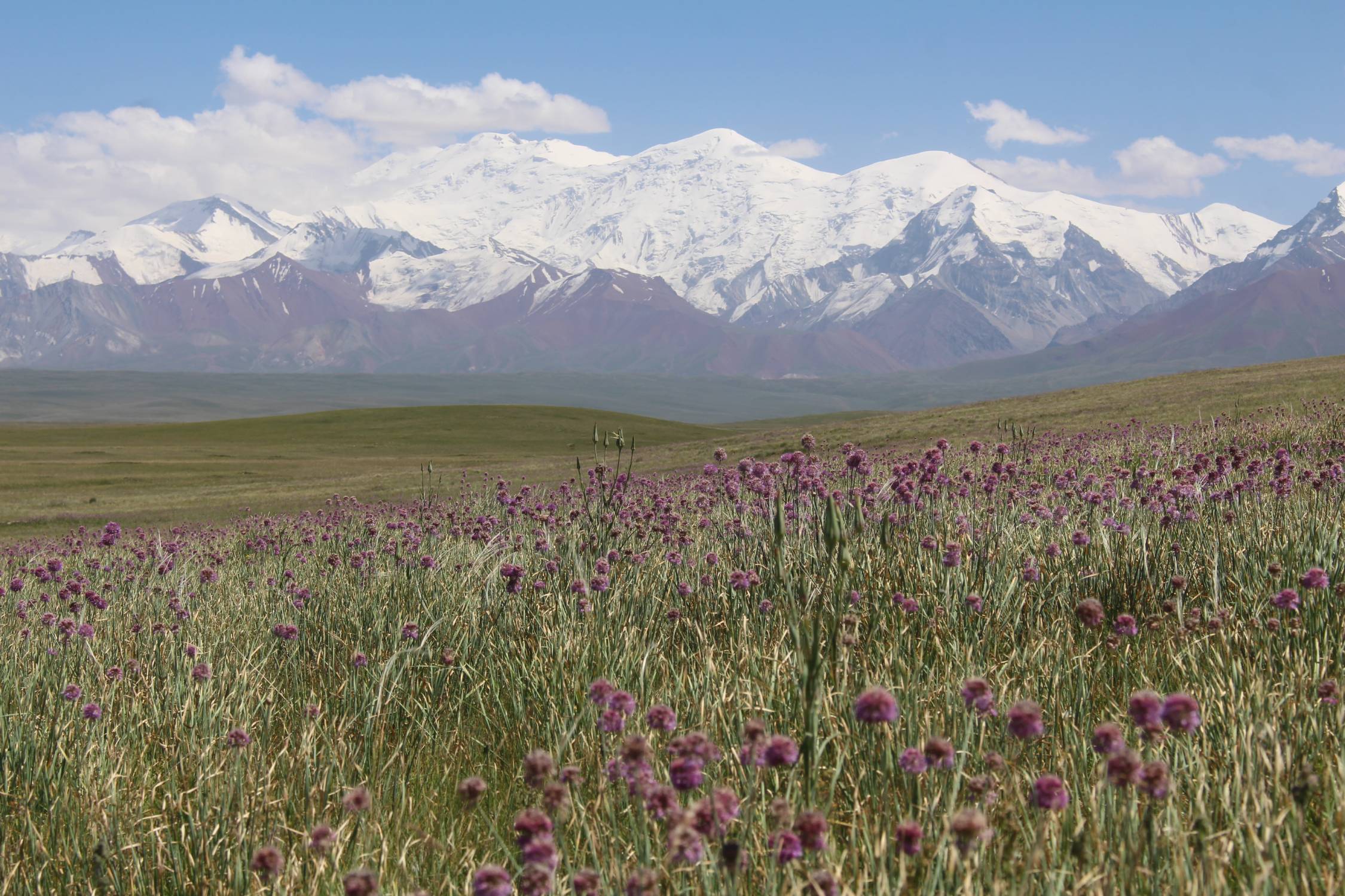 Cha&icirc;ne du Pamir, fleurs