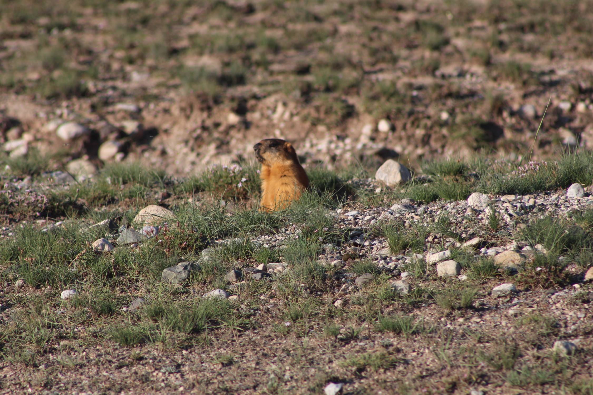 Sary-Mogol, marmotte